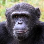 chimp2