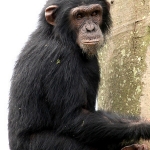 chimp5