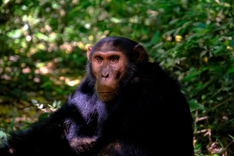 Chimpanzee habitat in the African rainforest