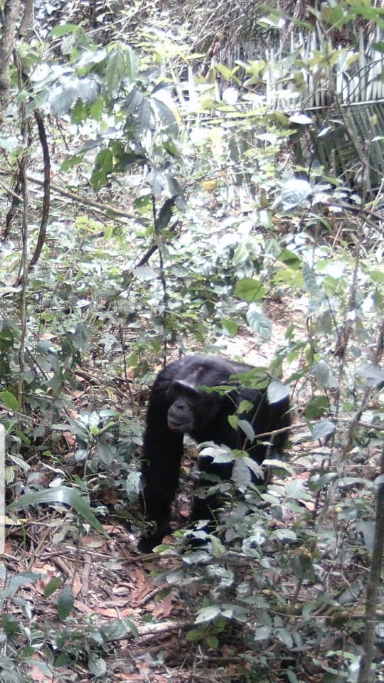 chimpanzee in the wild